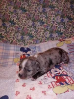 Merlin, a male Chihuahua for sale in Eaton, OH – Photo 1 of 4