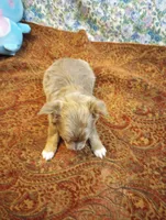 Wags, a male Chihuahua for sale in Eaton, OH – Photo 4 of 8