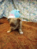 Wags, a male Chihuahua for sale in Eaton, OH – Photo 2 of 8