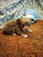 Wags, a male Chihuahua for sale in Eaton, OH – Photo 3 of 8