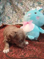 Wags, a male Chihuahua for sale in Eaton, OH – Photo 7 of 8