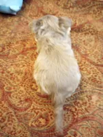 Wags, a male Chihuahua for sale in Eaton, OH – Photo 5 of 8