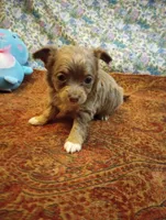 Wags, a male Chihuahua for sale in Eaton, OH – Photo 1 of 8