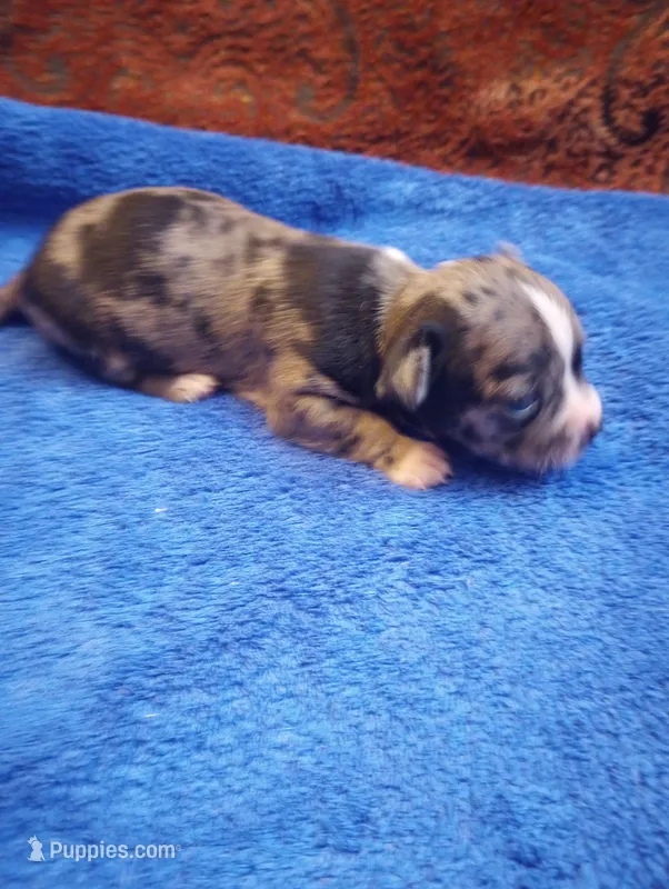 Gizmo – Chihuahua puppy for sale in Eaton, OH