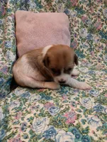 Teesha, a female Chinese Crested for sale in Eaton, OH – Photo 3 of 4