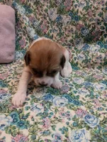 Teesha, a female Chinese Crested for sale in Eaton, OH – Photo 2 of 4