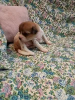 Teesha, a female Chinese Crested for sale in Eaton, OH – Photo 1 of 4