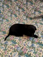 Sherry, a female Chihuahua for sale in Eaton, OH – Photo 3 of 3