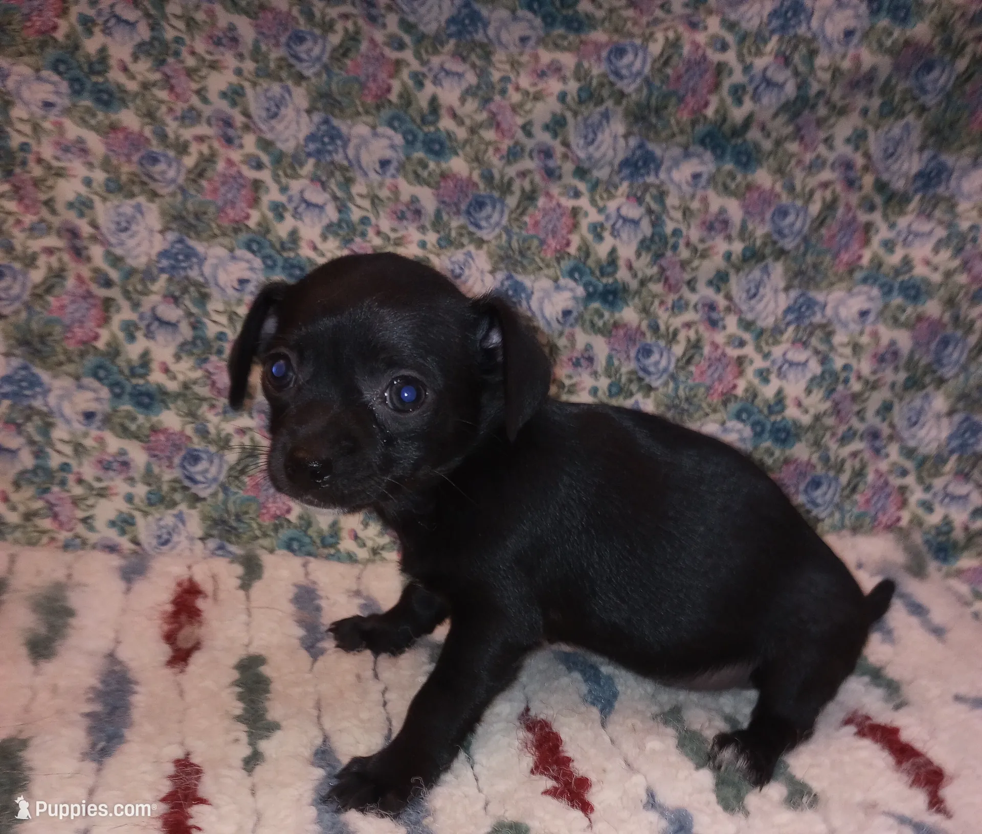 Sherry, a female Chihuahua for sale in Eaton, OH – Photo 2 of 3