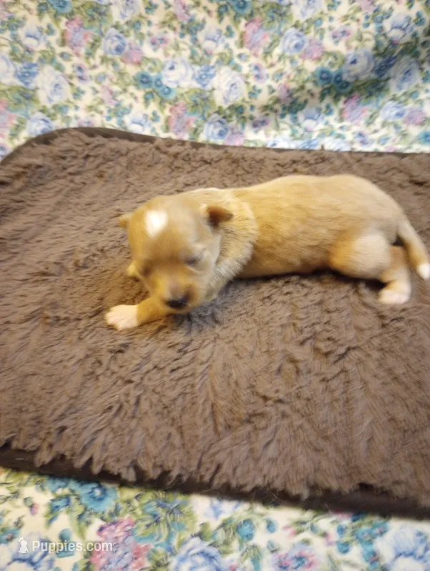 Poppy – Chinese Crested puppy for sale in Eaton, OH