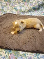 Poppy, a female Chinese Crested for sale in Eaton, OH – 1 of 3