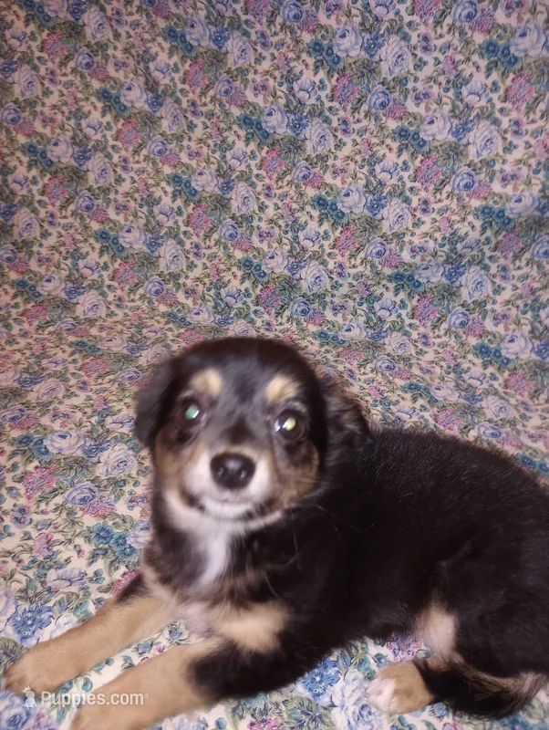 Lizzy – Chihuahua puppy for sale in Eaton, OH
