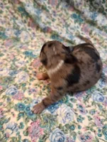 Gizmo, a male Chihuahua for sale in Eaton, OH – 2 of 3