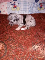 Merlin, a male Chihuahua for sale in Eaton, OH – 2 of 4