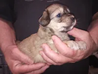 Sasha, a female Chinese Crested for sale in Eaton, OH – 4 of 5