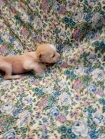 Pippi, a female Chinese Crested for sale in Eaton, OH – 2 of 2