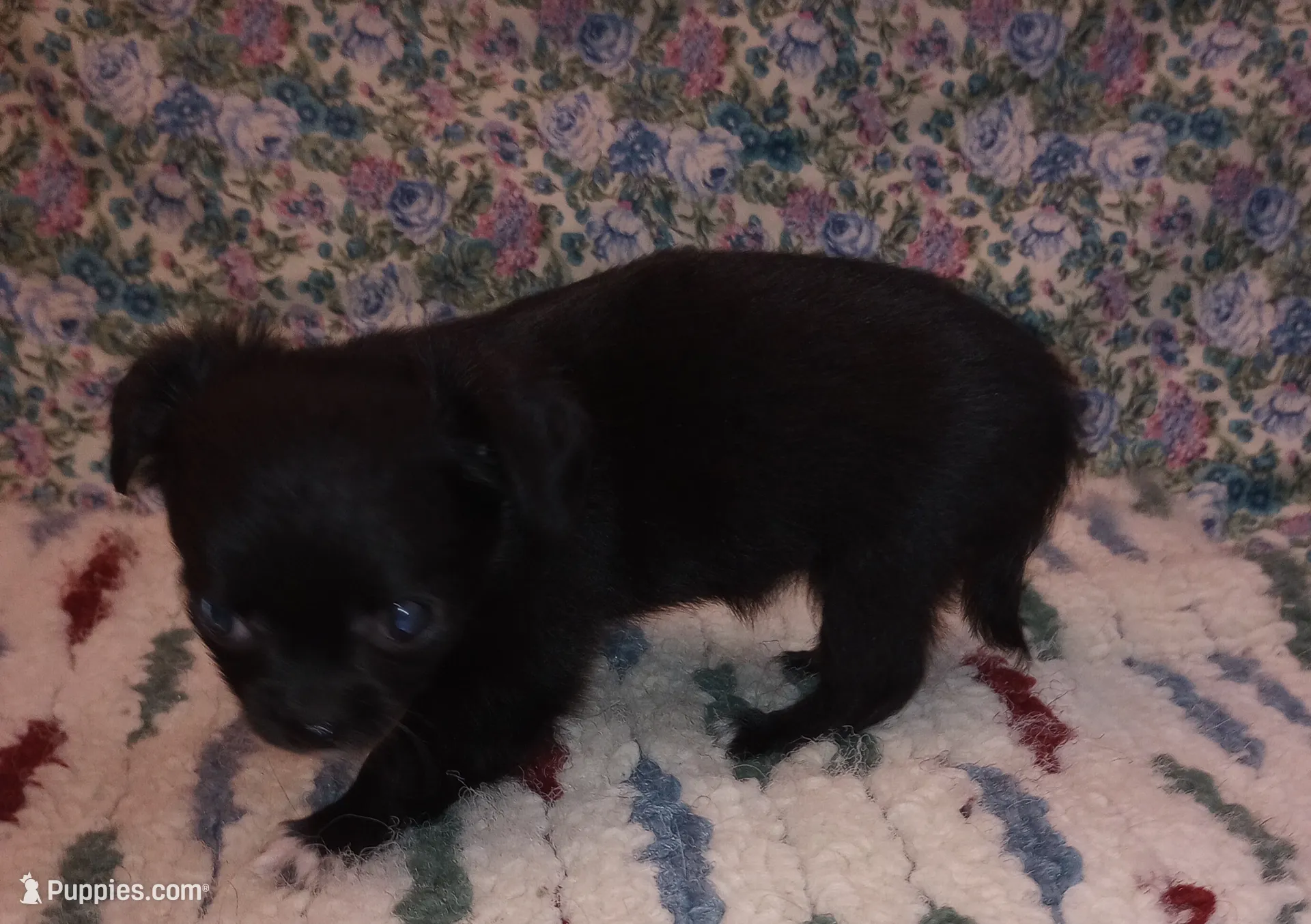 Fiona, a female Chihuahua for sale in Eaton, OH – Photo 4 of 4