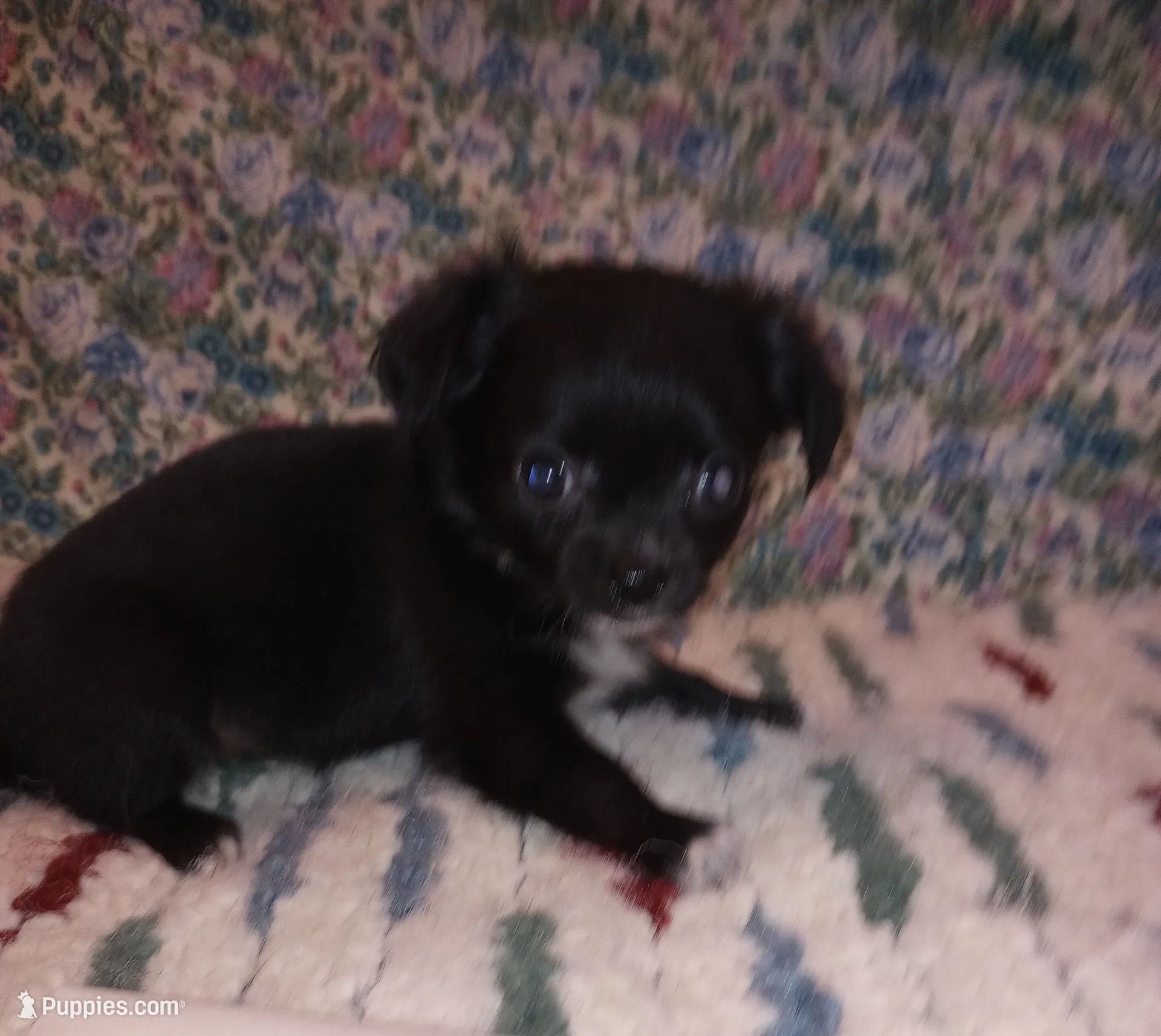 Fiona, a female Chihuahua for sale in Eaton, OH – Photo 2 of 4