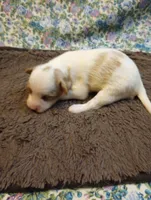 Frankie, a male Chinese Crested for sale in Eaton, OH – 2 of 3