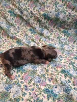 Gizmo, a male Chihuahua for sale in Eaton, OH – 3 of 3