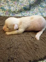 Chance, a male Chinese Crested for sale in Eaton, OH – 2 of 3