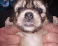 Sasha, a female Chinese Crested for sale in Eaton, OH – 2 of 5