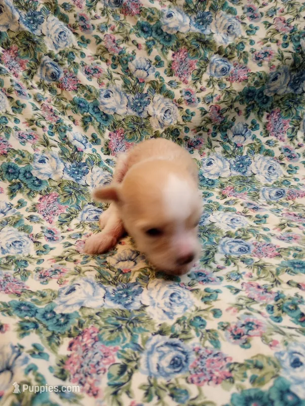 Pippi – Chinese Crested puppy for sale in Eaton, OH