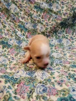 Pippi, a female Chinese Crested for sale in Eaton, OH – 1 of 2