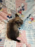 Charlotte, a female Chihuahua for sale in Eaton, OH – Photo 3 of 5