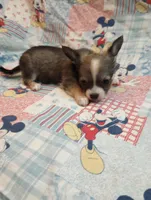 Charlotte, a female Chihuahua for sale in Eaton, OH – Photo 4 of 5