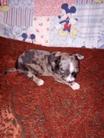 Gizmo, a male Chihuahua for sale in Eaton, OH – 2 of 3