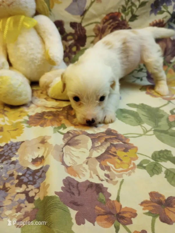 Chance – Chinese Crested puppy for sale in Eaton, OH