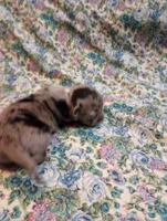 Merlin , a male Chihuahua for sale in Eaton, OH – 2 of 4