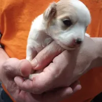 Charlotte, a female Chinese Crested for sale in Eaton, OH – Photo 2 of 3