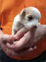 processed/c8ddfd5e-d75f-4c7e-97de-9822acad250c/listing/e8938bd3-c5bd-434e-9bf2-8a6f1d0fefd6/12d86a32-ac52-4aff-9e74-88951fb5abd0