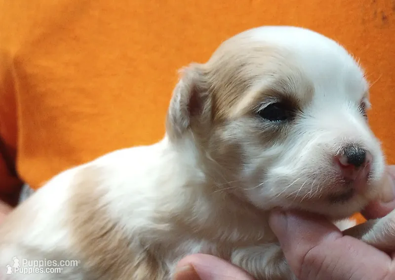 Charlotte – Chinese Crested puppy on hold in Eaton, OH