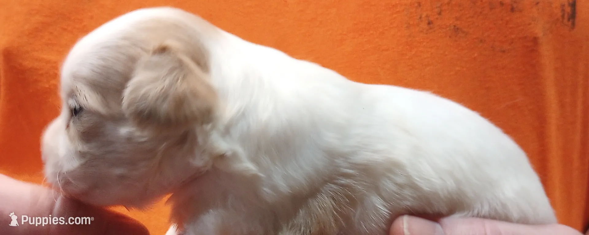 processed/c8ddfd5e-d75f-4c7e-97de-9822acad250c/listing/e8938bd3-c5bd-434e-9bf2-8a6f1d0fefd6/77a32d3e-87f1-4b69-941a-dc8ec70391c8