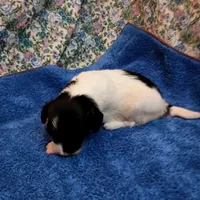 Snoopy, a male Chinese Crested for sale in Eaton, OH – Photo 3 of 4