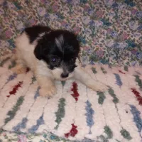 Snoopy, a male Chinese Crested for sale in Eaton, OH – Photo 1 of 4