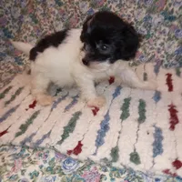 Snoopy, a male Chinese Crested for sale in Eaton, OH – Photo 2 of 4