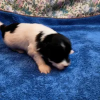 Snoopy, a male Chinese Crested for sale in Eaton, OH – Photo 4 of 4