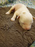Chance, a male Chinese Crested for sale in Eaton, OH – 3 of 3