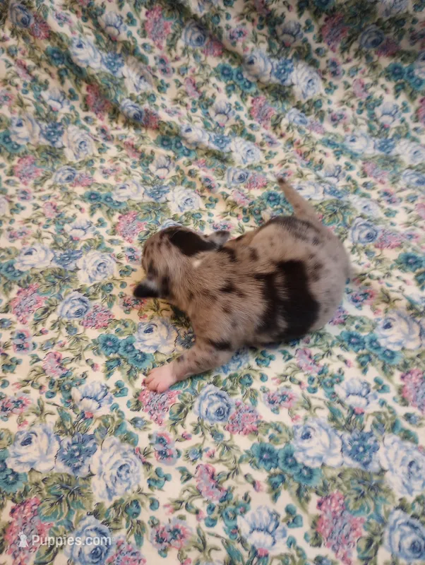 Merlin  – Chihuahua puppy for sale in Eaton, OH