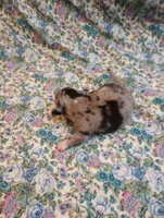 Merlin , a male Chihuahua for sale in Eaton, OH – 1 of 4
