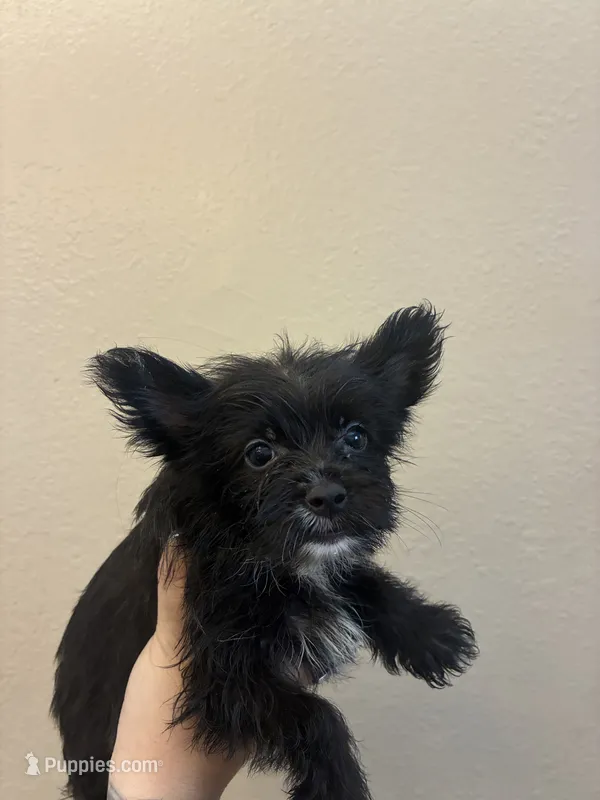 Versace – Pomeranian, Yorkshire Terrier puppy for sale in Victorville, CA