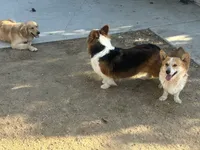 Kira , a female Pembroke Welsh Corgi for sale in Victorville, CA – 4 of 4