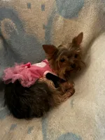 Coco Chanel with CKC, a female Yorkshire Terrier for sale in Victorville, CA – 4 of 4