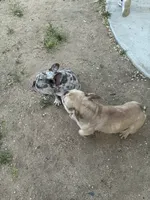 Dior, a female French Bulldog for sale in Victorville, CA – 7 of 7