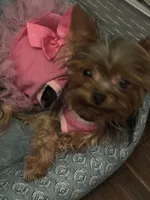Coco Chanel with CKC, a female Yorkshire Terrier for sale in Victorville, CA – 3 of 4