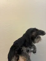 Lola, a female Yorkshire Terrier for sale in Victorville, CA – 2 of 5